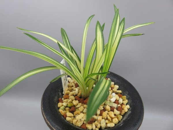 画像5: 元伯(げんぱく)　2025-S2 (5)