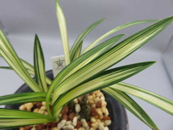 画像6: 元伯(げんぱく)　2025-S2 (6)