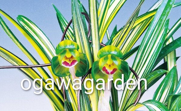 画像1: 天種花(てんしゅか)　2025-S1 (1)