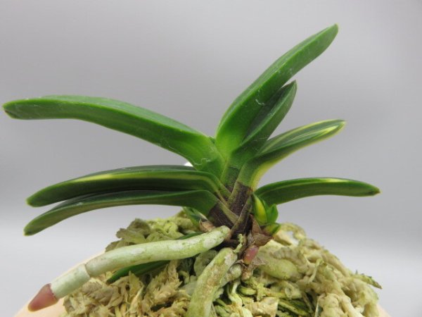 画像3: 金剛宝(こんごうほう)　2026-1 (3)