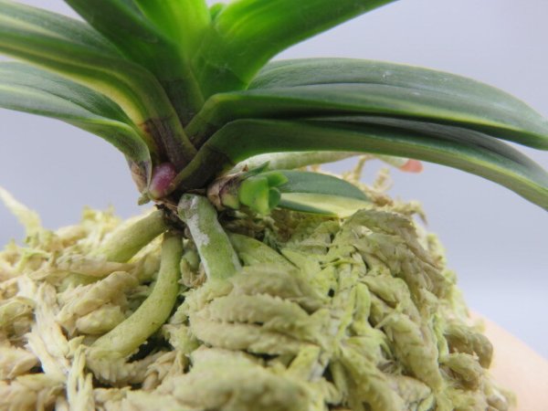 画像5: 金剛宝(こんごうほう)　2026-1 (5)