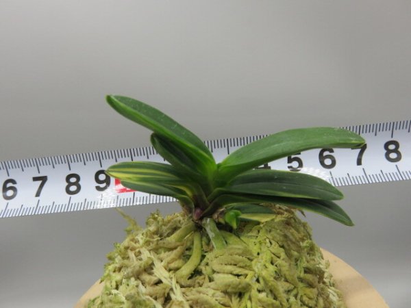 画像6: 金剛宝(こんごうほう)　2026-1 (6)