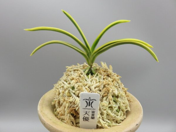 画像1: 天優(てんゆう)　2026-2 (1)