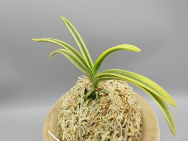 画像2: 天優(てんゆう)　2026-2 (2)