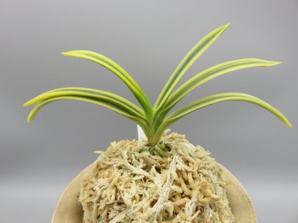 画像3: 天優(てんゆう)　2026-2 (3)