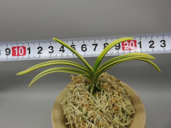 画像5: 天優(てんゆう)　2026-2 (5)