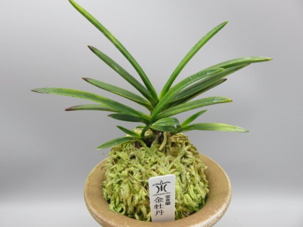 画像1: 金牡丹(きんぼたん)　2026-3 (1)