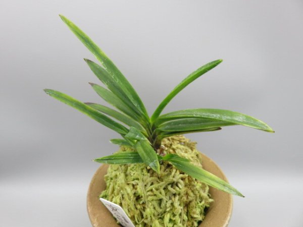 画像2: 金牡丹(きんぼたん)　2026-3 (2)