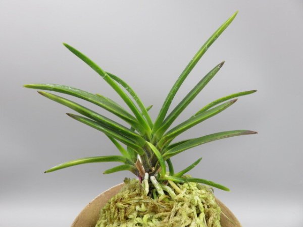 画像3: 金牡丹(きんぼたん)　2026-3 (3)