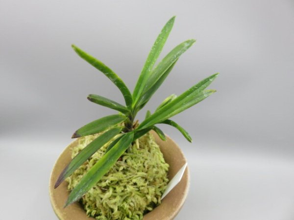 画像4: 金牡丹(きんぼたん)　2026-3 (4)