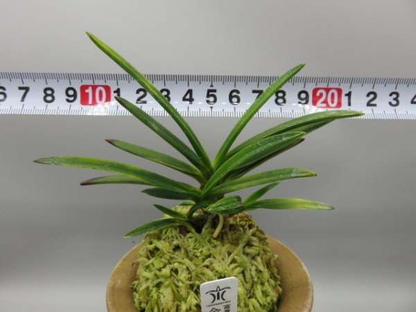 画像5: 金牡丹(きんぼたん)　2026-3 (5)