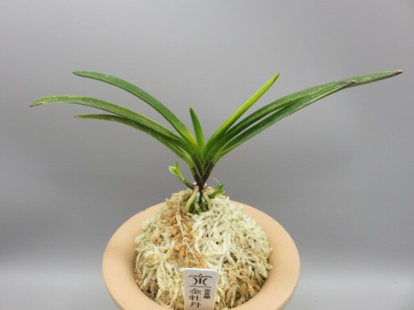 画像1: 金牡丹(きんぼたん)　2026-4 (1)