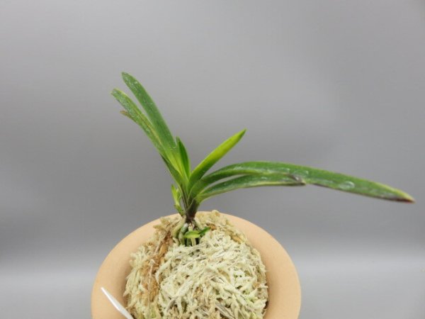 画像2: 金牡丹(きんぼたん)　2026-4 (2)