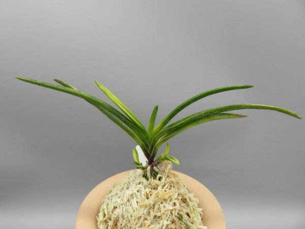 画像3: 金牡丹(きんぼたん)　2026-4 (3)