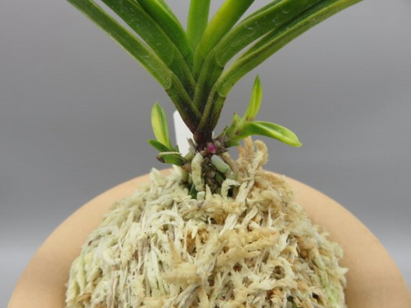 画像4: 金牡丹(きんぼたん)　2026-4 (4)