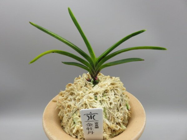 画像1: 金牡丹(きんぼたん)　2026-5 (1)