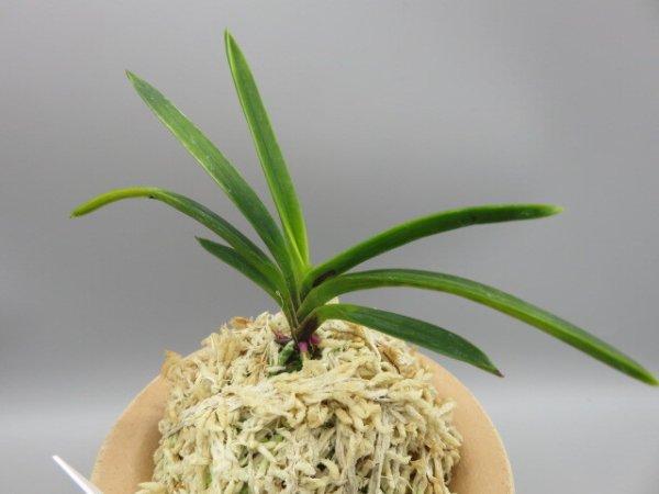 画像2: 金牡丹(きんぼたん)　2026-5 (2)