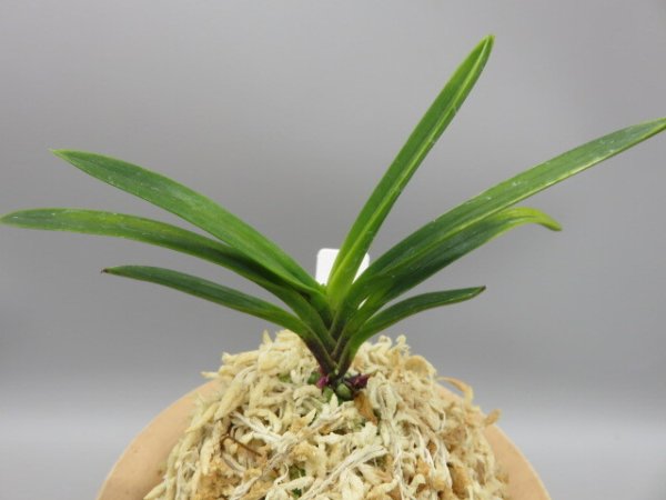 画像3: 金牡丹(きんぼたん)　2026-5 (3)