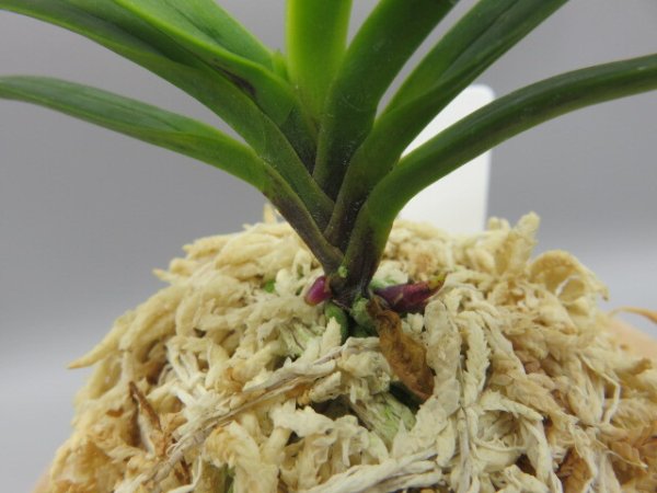 画像4: 金牡丹(きんぼたん)　2026-5 (4)