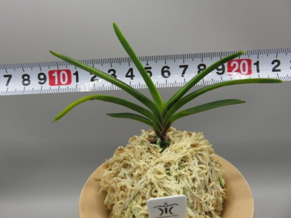 画像5: 金牡丹(きんぼたん)　2026-5 (5)