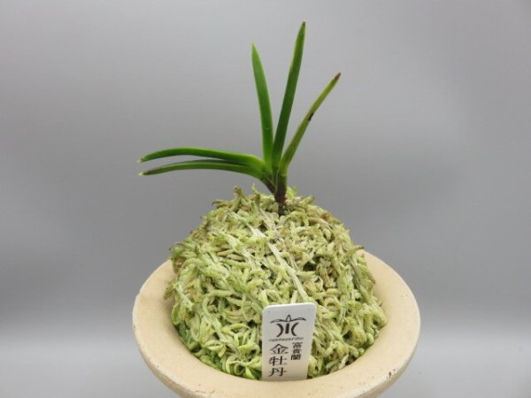 画像1: 金牡丹(きんぼたん)　2026-6 (1)