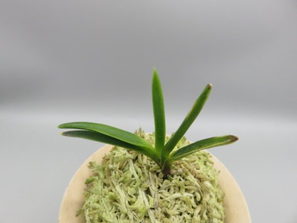 画像2: 金牡丹(きんぼたん)　2026-6 (2)