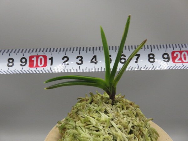 画像5: 金牡丹(きんぼたん)　2026-6 (5)