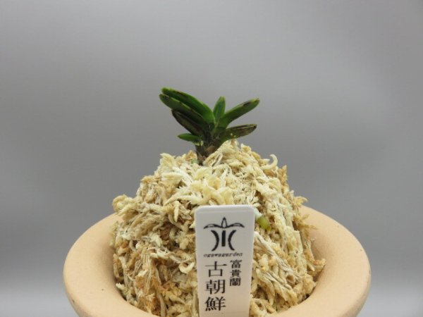 画像1: 古朝鮮(こちょうせん)　2026-7 (1)