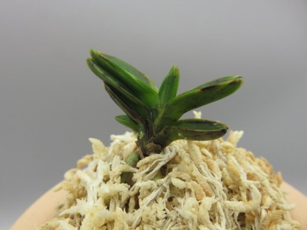 画像2: 古朝鮮(こちょうせん)　2026-7 (2)