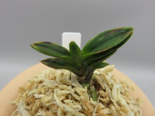 画像3: 古朝鮮(こちょうせん)　2026-7 (3)