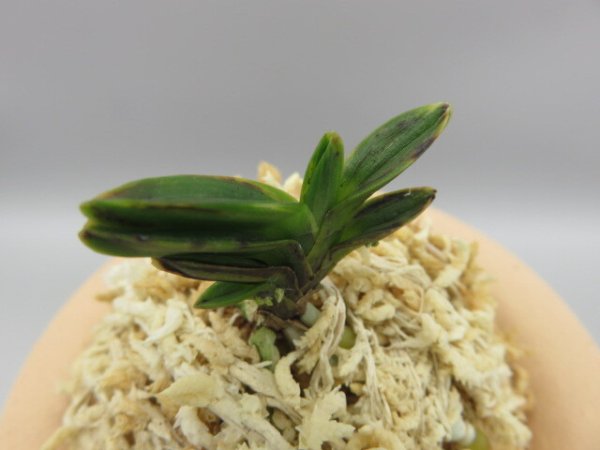 画像4: 古朝鮮(こちょうせん)　2026-7 (4)