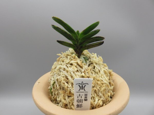 画像1: 古朝鮮(こちょうせん)　2026-8 (1)