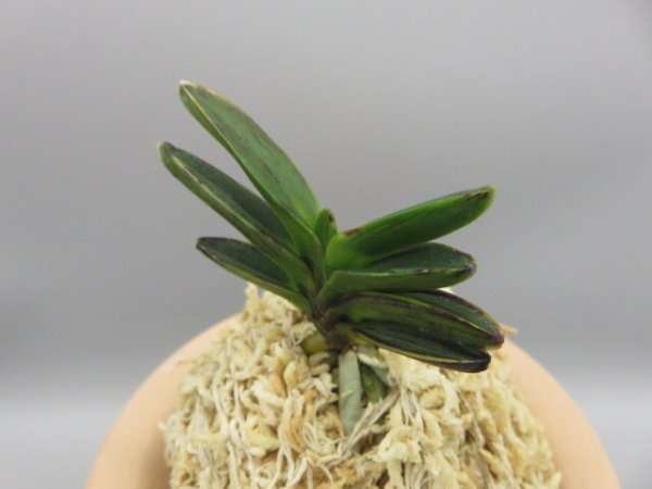 画像2: 古朝鮮(こちょうせん)　2026-8 (2)