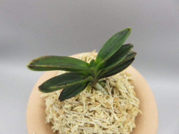 画像4: 古朝鮮(こちょうせん)　2026-8 (4)