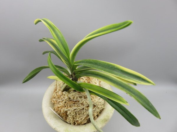 画像2: 錦織(にしきおり)　2026-9 (2)