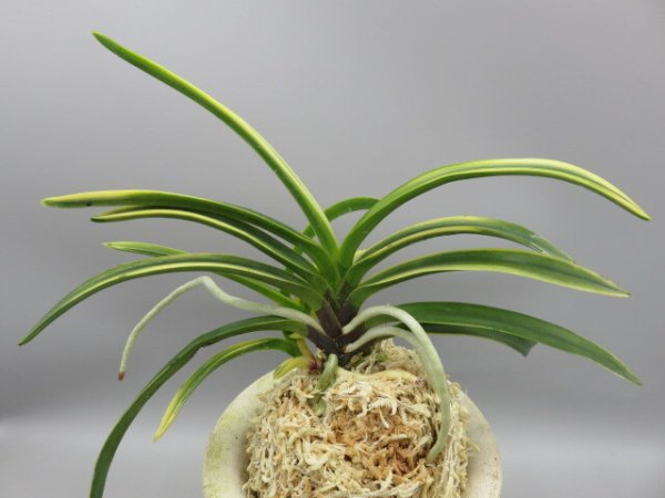 画像3: 錦織(にしきおり)　2026-9 (3)