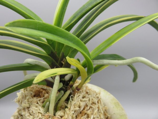 画像4: 錦織(にしきおり)　2026-9 (4)