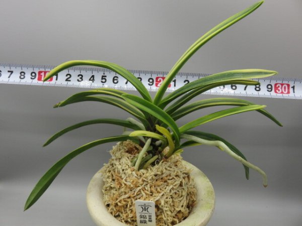 画像5: 錦織(にしきおり)　2026-9 (5)