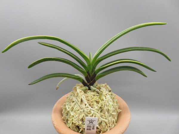 画像1: 錦織(にしきおり)　2026-10 (1)