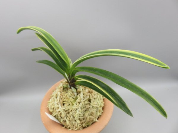 画像2: 錦織(にしきおり)　2026-10 (2)