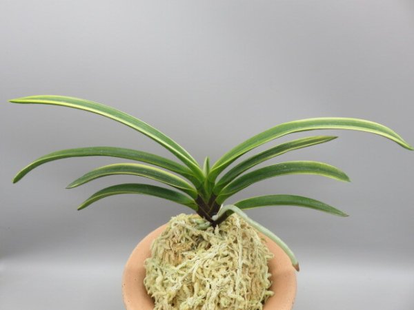 画像3: 錦織(にしきおり)　2026-10 (3)