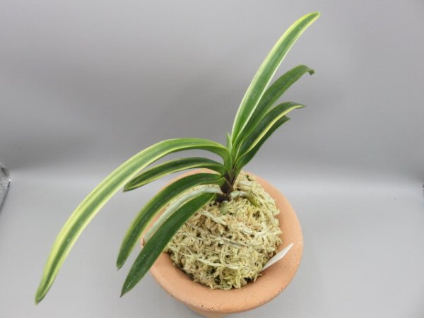 画像4: 錦織(にしきおり)　2026-10 (4)