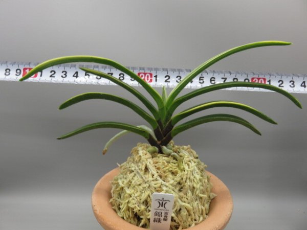 画像5: 錦織(にしきおり)　2026-10 (5)