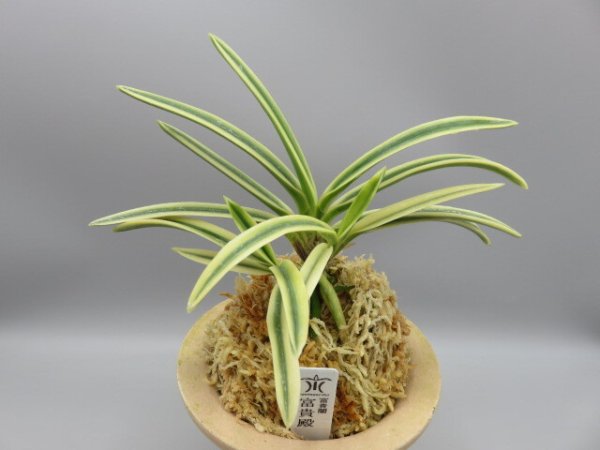 画像1: 富貴殿(ふうきでん)　2026-11 (1)