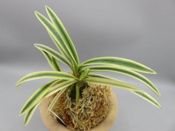 画像2: 富貴殿(ふうきでん)　2026-11 (2)