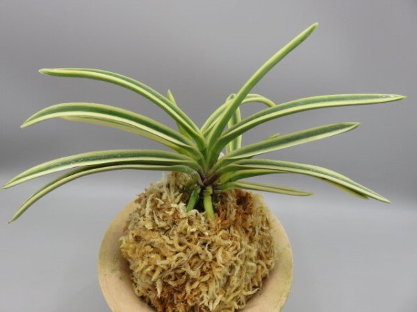 画像3: 富貴殿(ふうきでん)　2026-11 (3)