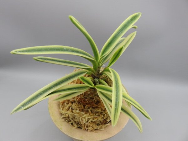 画像4: 富貴殿(ふうきでん)　2026-11 (4)