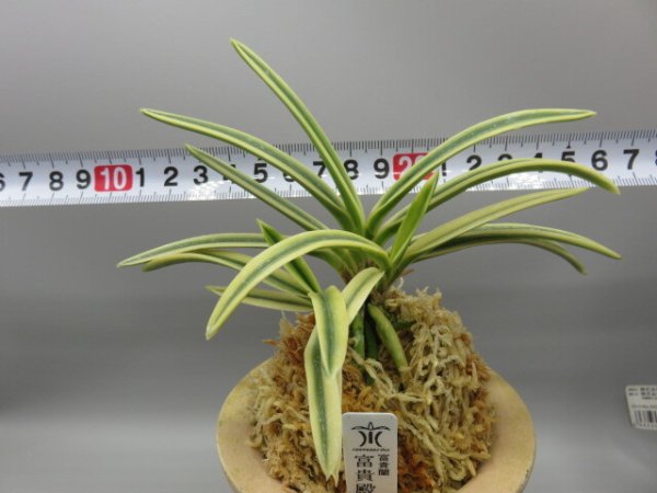 画像5: 富貴殿(ふうきでん)　2026-11 (5)