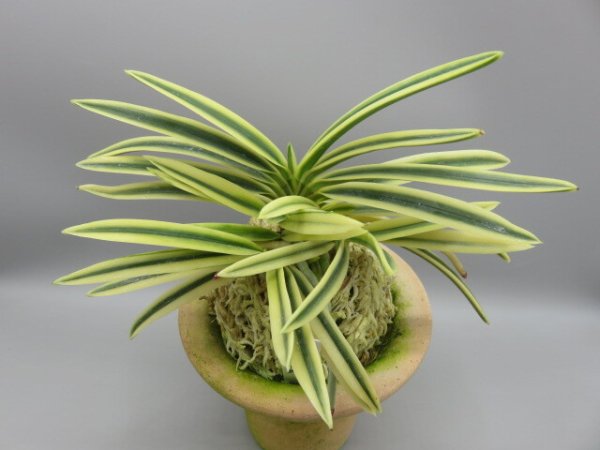 画像1: 富貴殿(ふうきでん)　2026-12 (1)