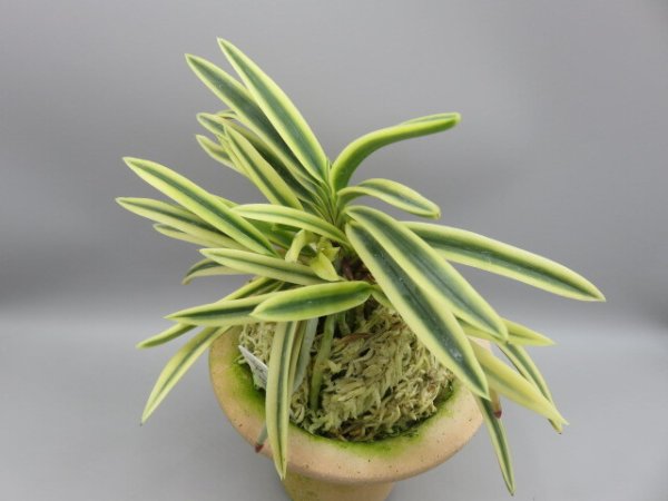 画像2: 富貴殿(ふうきでん)　2026-12 (2)